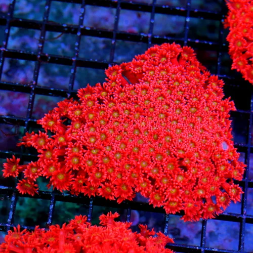 5.5X4.5 GIANT XXL ULTRA GONIOPORA-SCOTT'S HANDPICKED FROM LA ULTRA SHOWPIECE GONIOPORA