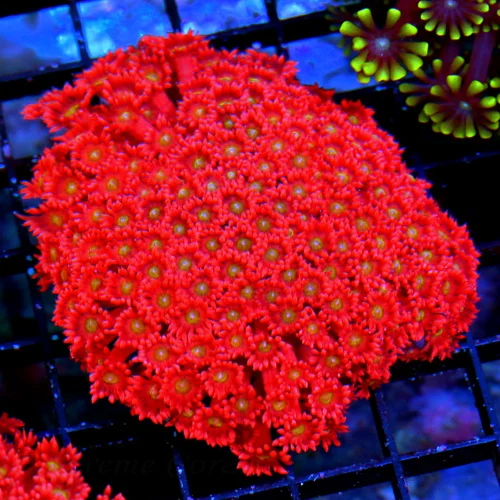 5X4 GIANT XL ULTRA GONIOPORA-SCOTT'S HANDPICKED FROM LA ULTRA SHOWPIECE GONIOPORA