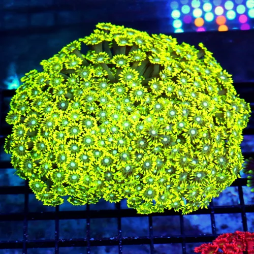 6X6 GIANT XXL ULTRA GONIOPORA-SCOTT'S HANDPICKED FROM LA ULTRA SHOWPIECE GONIOPORA