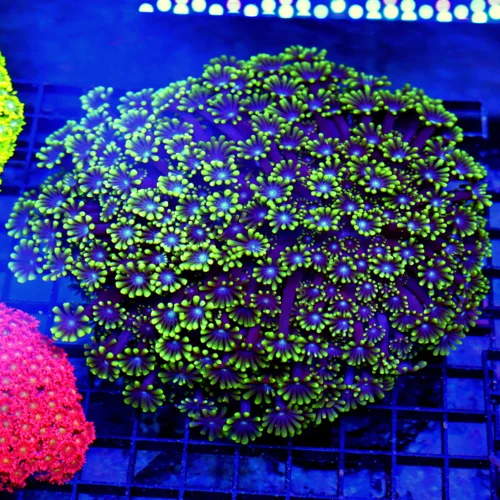 8X8 GIANT XXL ULTRA GONIOPORA-SCOTT'S HANDPICKED FROM LA ULTRA SHOWPIECE GONIOPORA