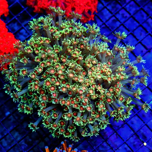 7X7 GIANT XXL ULTRA GONIOPORA-SCOTT'S HANDPICKED FROM LA ULTRA SHOWPIECE GONIOPORA