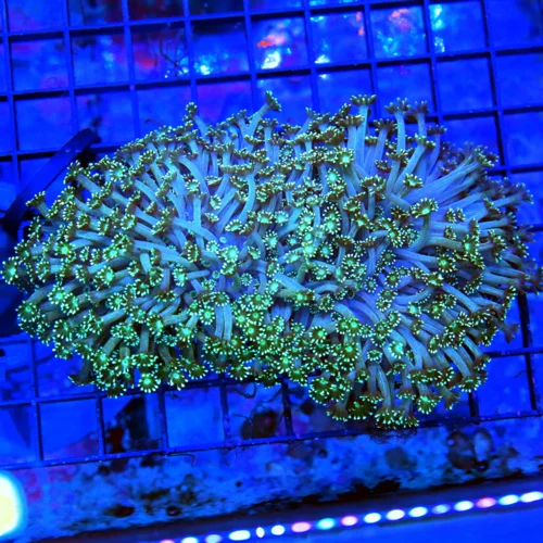 6X4 GIANT XXL ULTRA GONIOPORA-SCOTT'S HANDPICKED FROM LA ULTRA SHOWPIECE GONIOPORA
