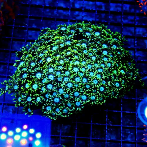 7X5 GIANT XXL ULTRA GONIOPORA-SCOTT'S HANDPICKED FROM LA ULTRA SHOWPIECE GONIOPORA