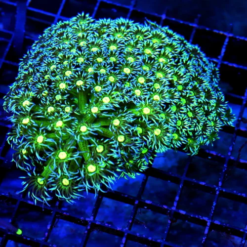 5X5 GIANT XXL ULTRA GONIOPORA-SCOTT'S HANDPICKED FROM LA ULTRA SHOWPIECE GONIOPORA