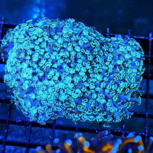 5.5X5 GIANT XXL ULTRA GONIOPORA-SCOTT'S HANDPICKED FROM LA ULTRA SHOWPIECE GONIOPORA