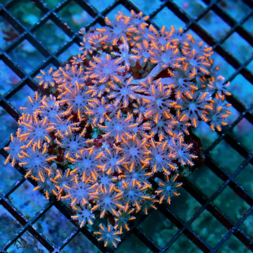5X4 CLOVE POLYP-AWESOME VERY VERY HARD TO GET FIRECRACKER ORANGE STRIPED CLOVE POLYPS
