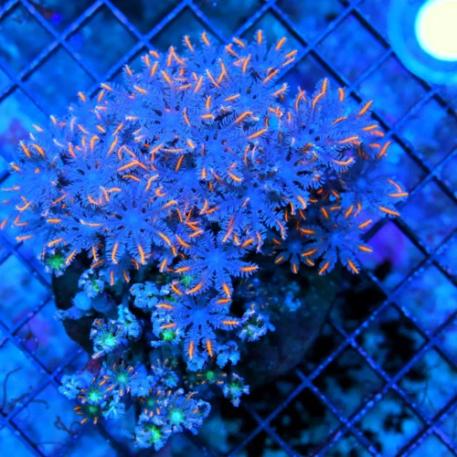 4.5X4 CLOVE POLYP-AWESOME VERY VERY HARD TO GET FIRECRACKER ORANGE STRIPED CLOVE POLYPS