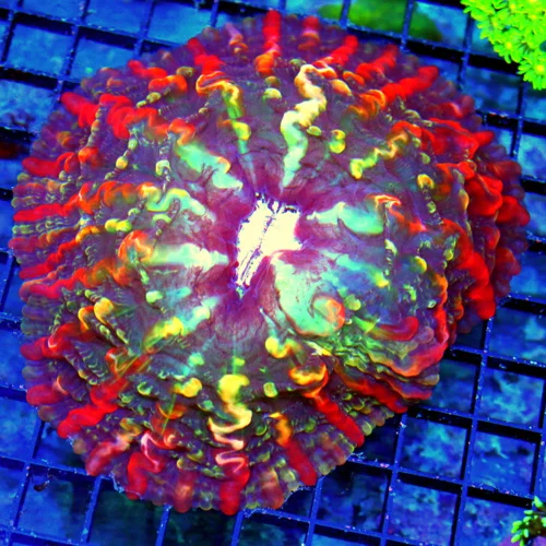 6X6 XL MASTER INDOPHYLLIA-HANDPICKED ULTRA COLLECTORS ITEM SHWOPIECE MASTER INDOPHYLLIA