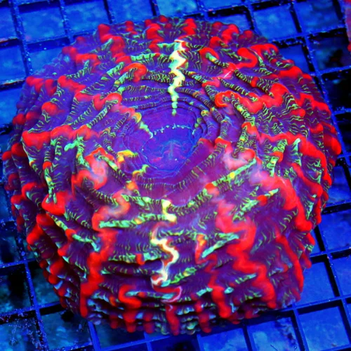 6X6 XL MASTER INDOPHYLLIA-HANDPICKED ULTRA COLLECTORS ITEM SHWOPIECE MASTER INDOPHYLLIA