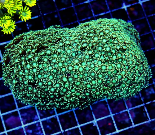 7X5 GIANT XXL ULTRA GONIOPORA-SCOTT'S HANDPICKED FROM LA ULTRA SHOWPIECE GONIOPORA