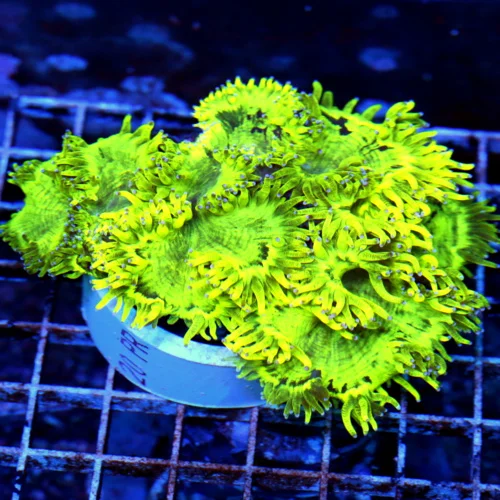 6X5 GIANT XXL ULTRA GONIOPORA-SCOTT'S HANDPICKED FROM LA ULTRA SHOWPIECE GONIOPORA