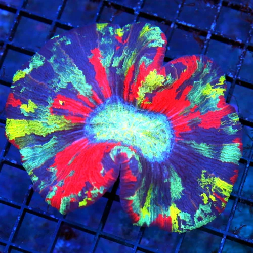 4.5x4 ULTRA RAINBOW WELLSOPHYLLIA/TRACHYPHYLLIA-COLOR IS OUT OF THIS WORLD-COLLECTORS ITEM!!