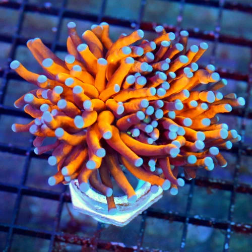 4.5x4.5 TORCH CORAL - EXTREMECORALS FAMOUS BOOK QUALITY RADIOACTIVE ORANGE/GOLD BLUETIPPED TORCH