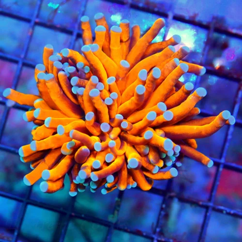 3.5x3.5 TORCH CORAL - EXTREMECORALS FAMOUS BOOK QUALITY RADIOACTIVE ORANGE/GOLD BLUETIPPED TORCH