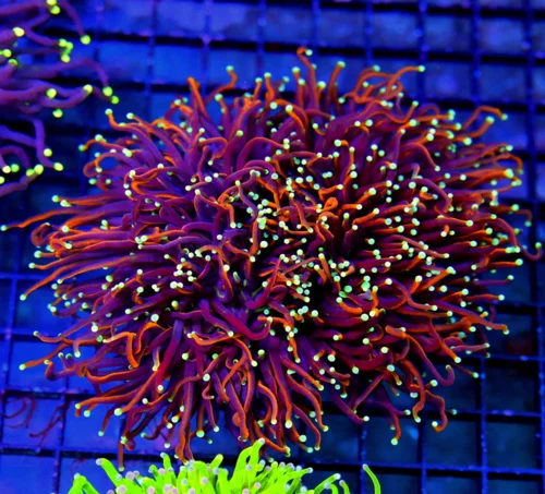 6X6 FIANT XXL ULTRA TORCH-ULTIMATE ULTRA GRADE DRAGON SOUL COLLECTORS ITEM TOECH-OUTRAGEOUS COLOR AN