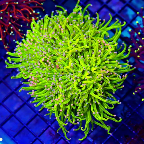 6X6 XXL ULTRA TORCH-INSANE NEON TOXIC GREEN COTTON CANDY SHOWPIECE TORCH CORAL-BEAUTIFUL COLOR PIND 