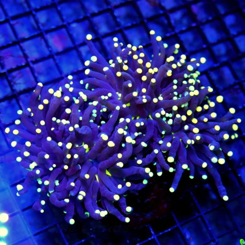 6.5X5.5 XXL VERY VERY RARE TORCH FAT HEAD I ONLY HAVE EVER SEEN ONE LIKE THIS-INCREDIBLE!!