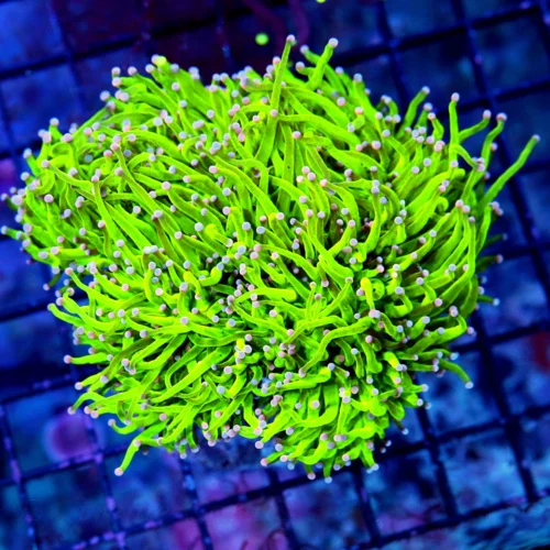 5.5X5.5 XXL ULTRA TORCH-INSANE NEON TOXIC GREEN COTTON CANDY SHOWPIECE TORCH CORAL-BEAUTIFUL COLOR P