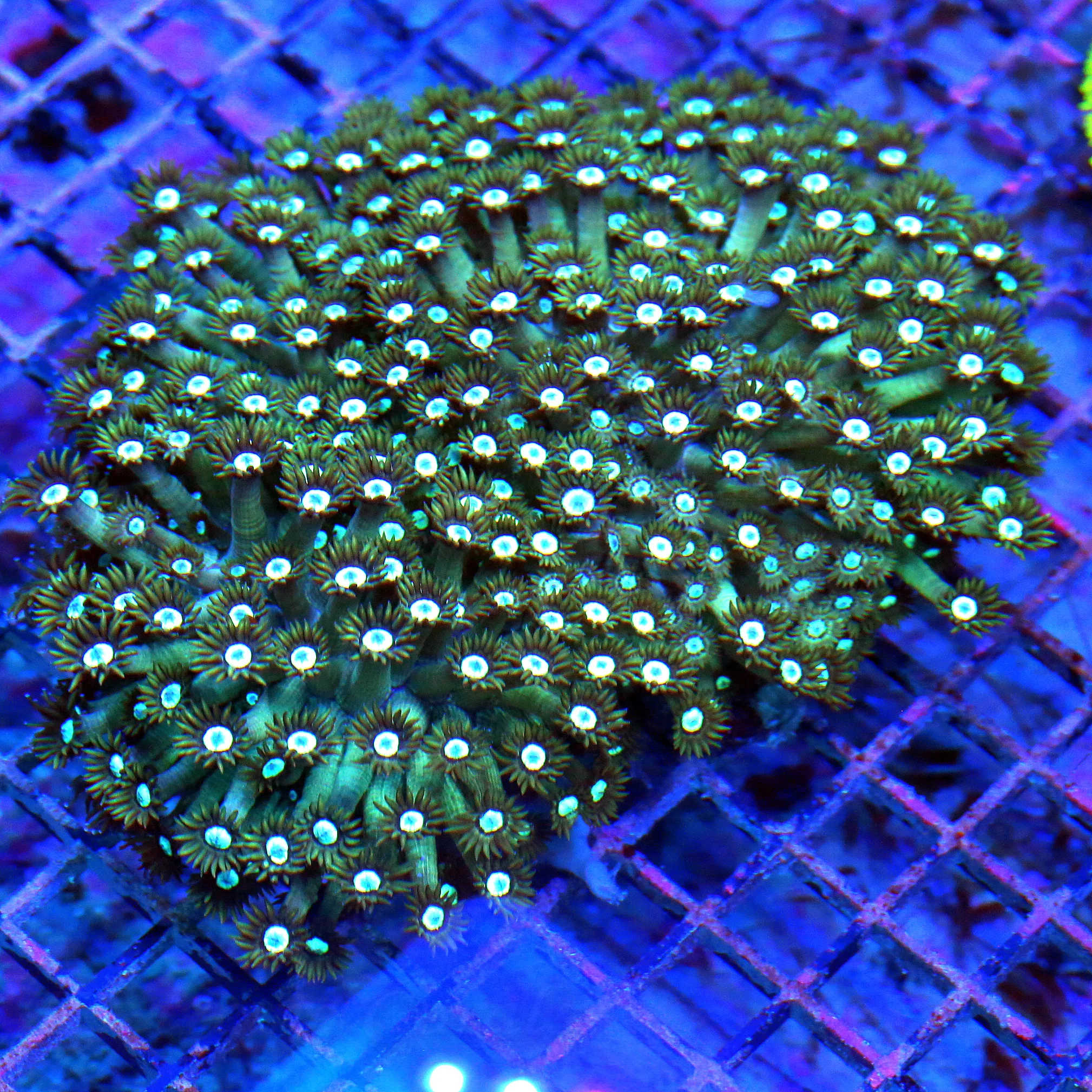 WYSIWYG 8X7 10X10 VERY VERY RARE COLORED HUGE INDO GONIOPORA-I HAVE NOT SEEN THIS COLOR BEFORE VERY MANY TIM live coral for sale - Extreme Corals