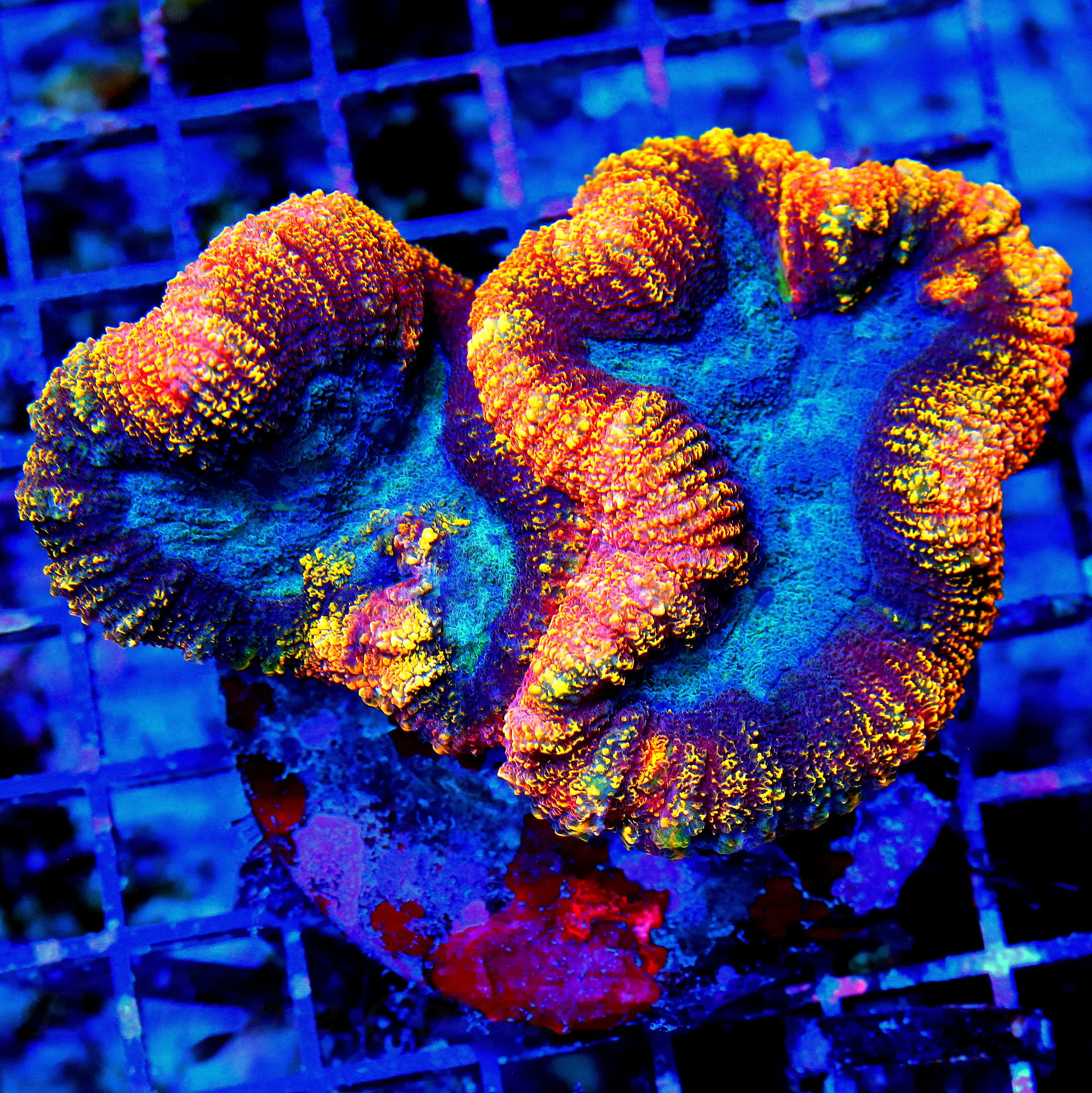 WYSIWYG B5X4.5 BAD TO THE BONE ONE OF A KIND COLOR AUSSIE SHOW LOBOPHYLLIA-INCREDIBLE! live coral for sale - Extreme Corals