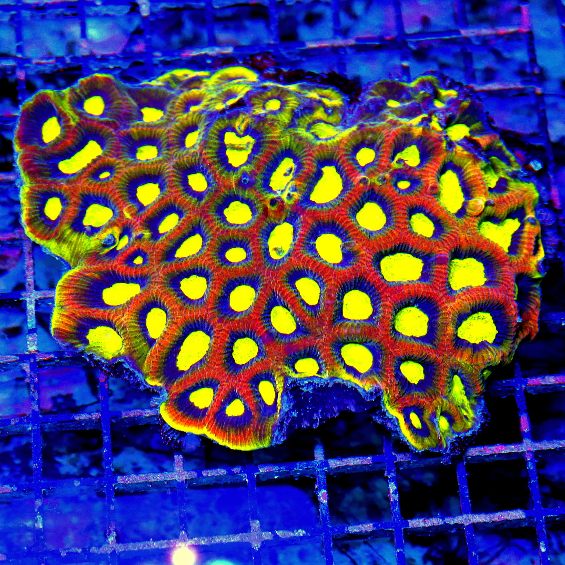 WYSIWYG 6.5X5.5 XL YELLOW RIMMED ULTRA COLORED VERY BRIGHT DRAGON SOUL FAVIA-SPECTACULAR!! live coral for sale - Extreme Corals