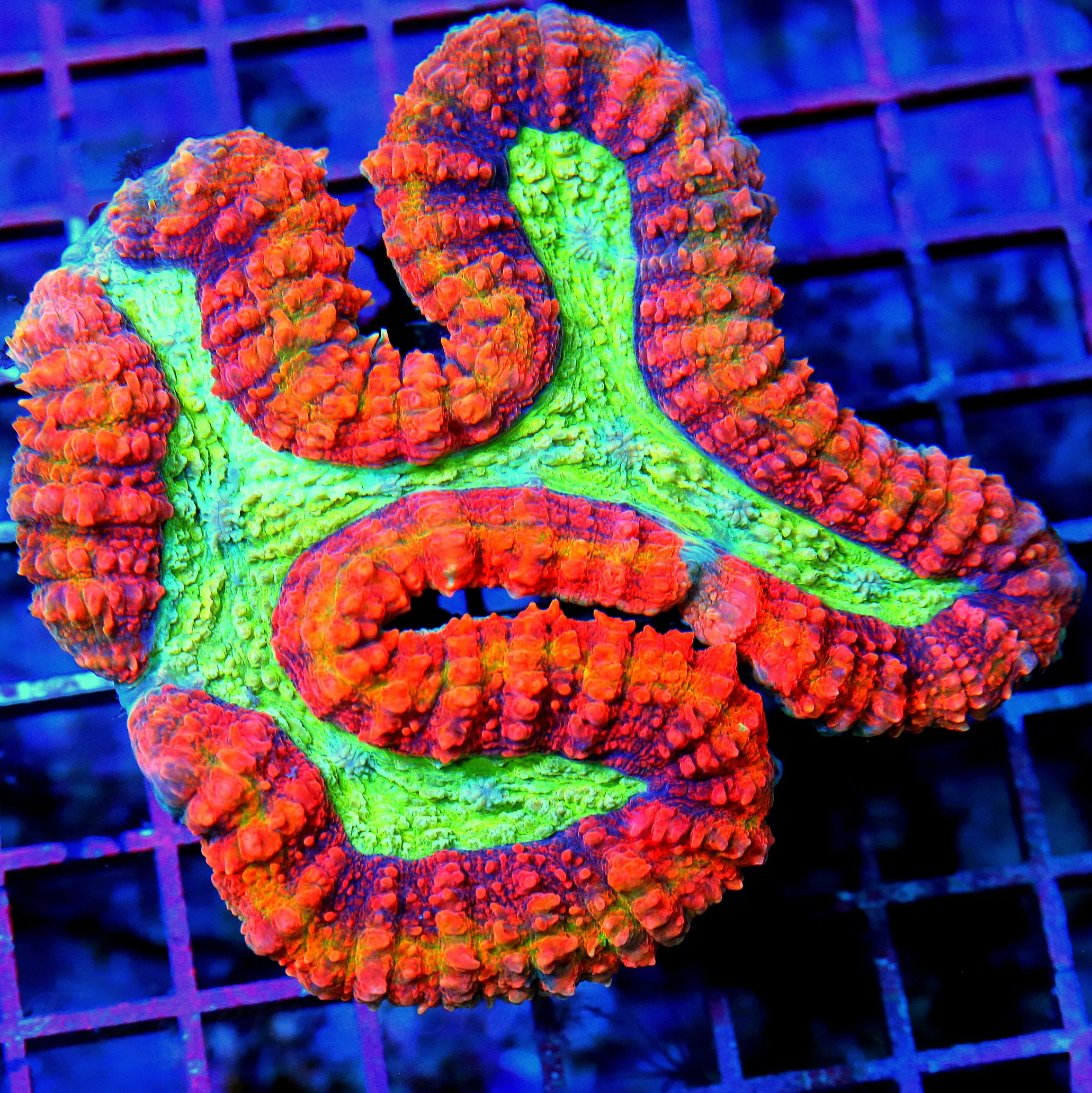 WYSIWYG 5.5Z5 SUPER LIME GREEN CENTERED ULTRA RED AUSSIE ULTRA GRADE LOBOPHYLLIA live coral for sale - Extreme Corals