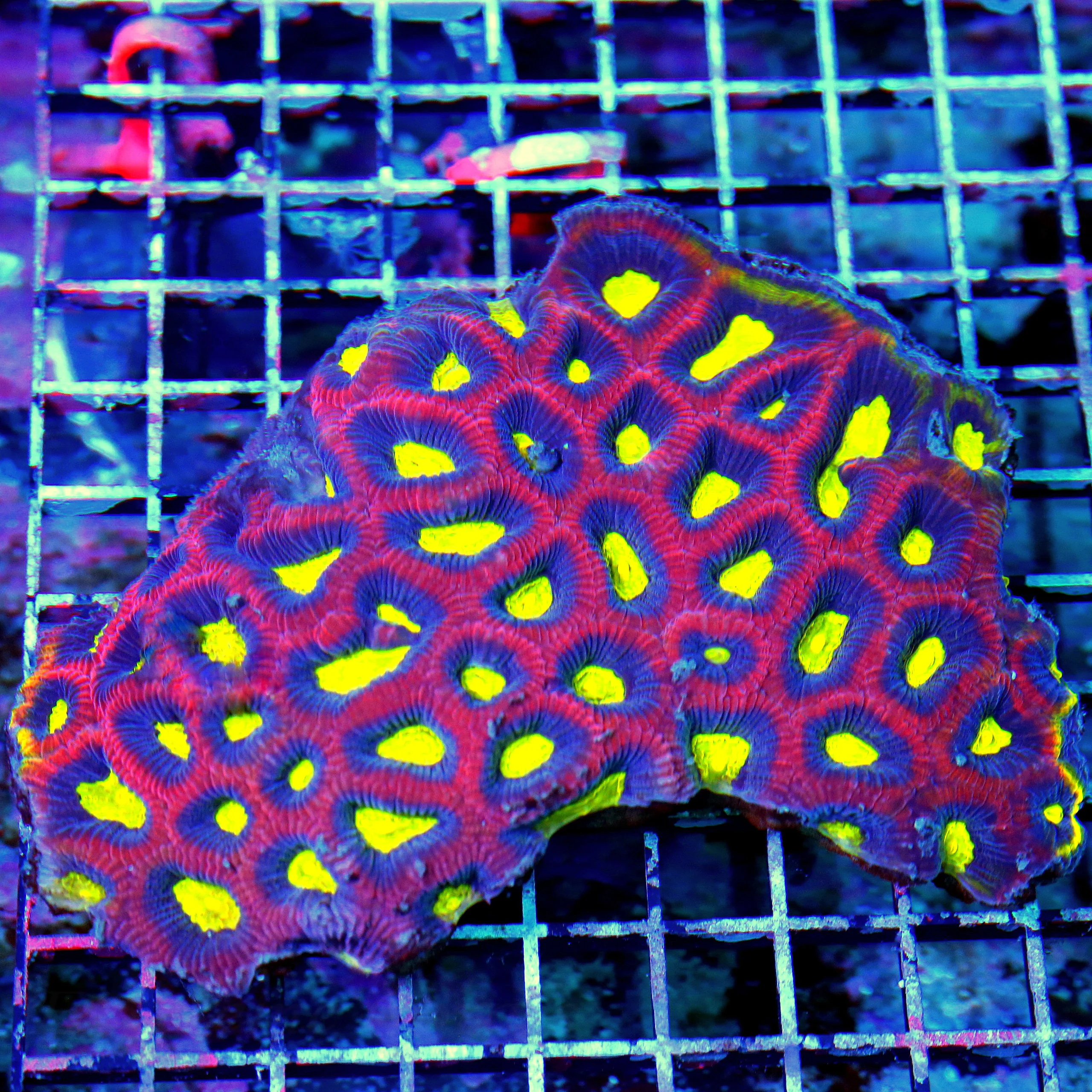 WYSIWYG 7X6 XXL OUT OF THIS UNIVERSE ULTRA COLORED COLOR IS INSANE DRAGON SOUL FAVIA-AWESOME!! live coral for sale - Extreme Corals