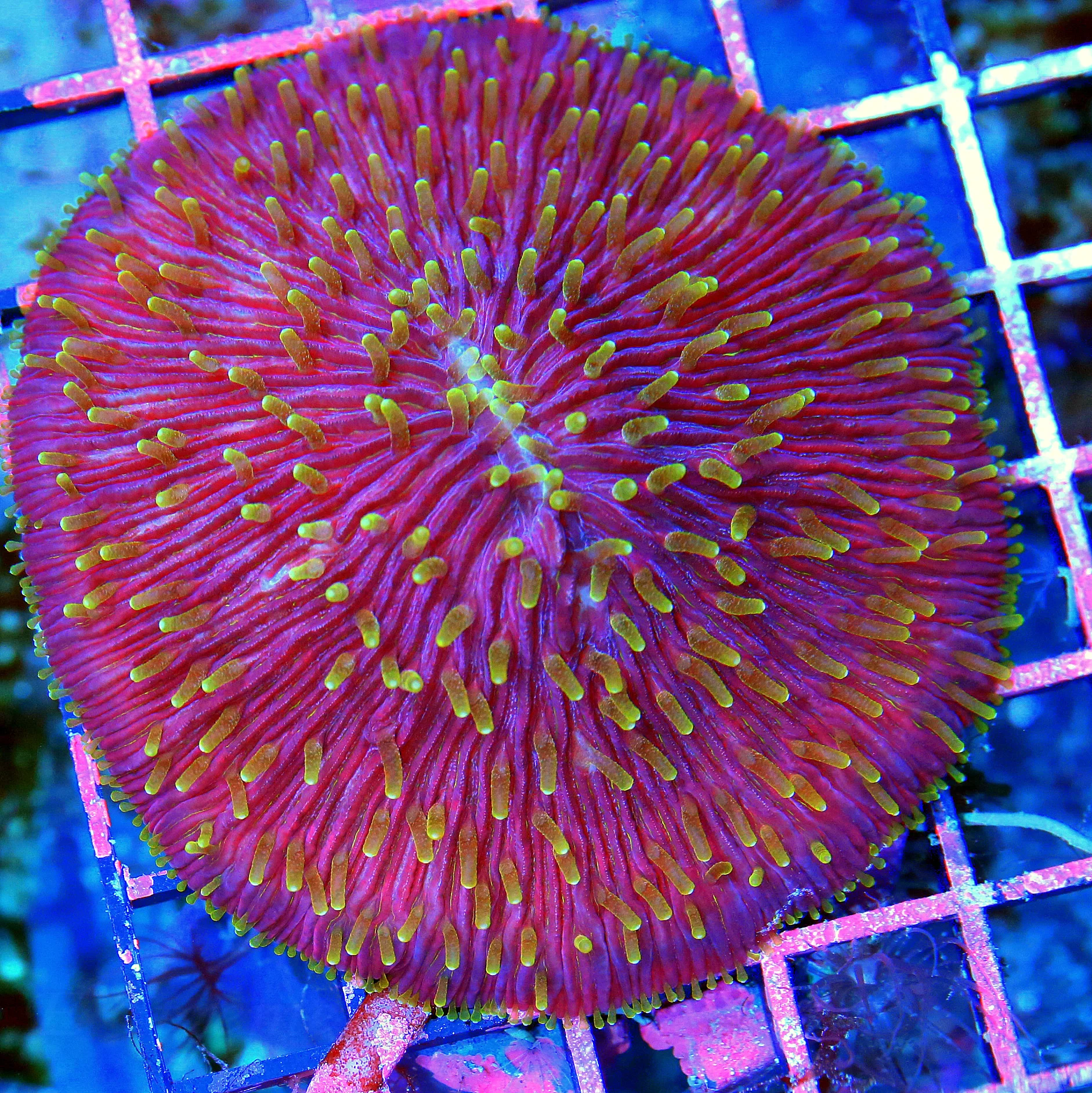 WYSIWYG 4x4 COLLECTOR'S ITEM - EXTREMELY HARD TO GET "PINK HUCKLEBERRY JAM DIASERIS PLATE CORAL" live coral for sale - Extreme Corals