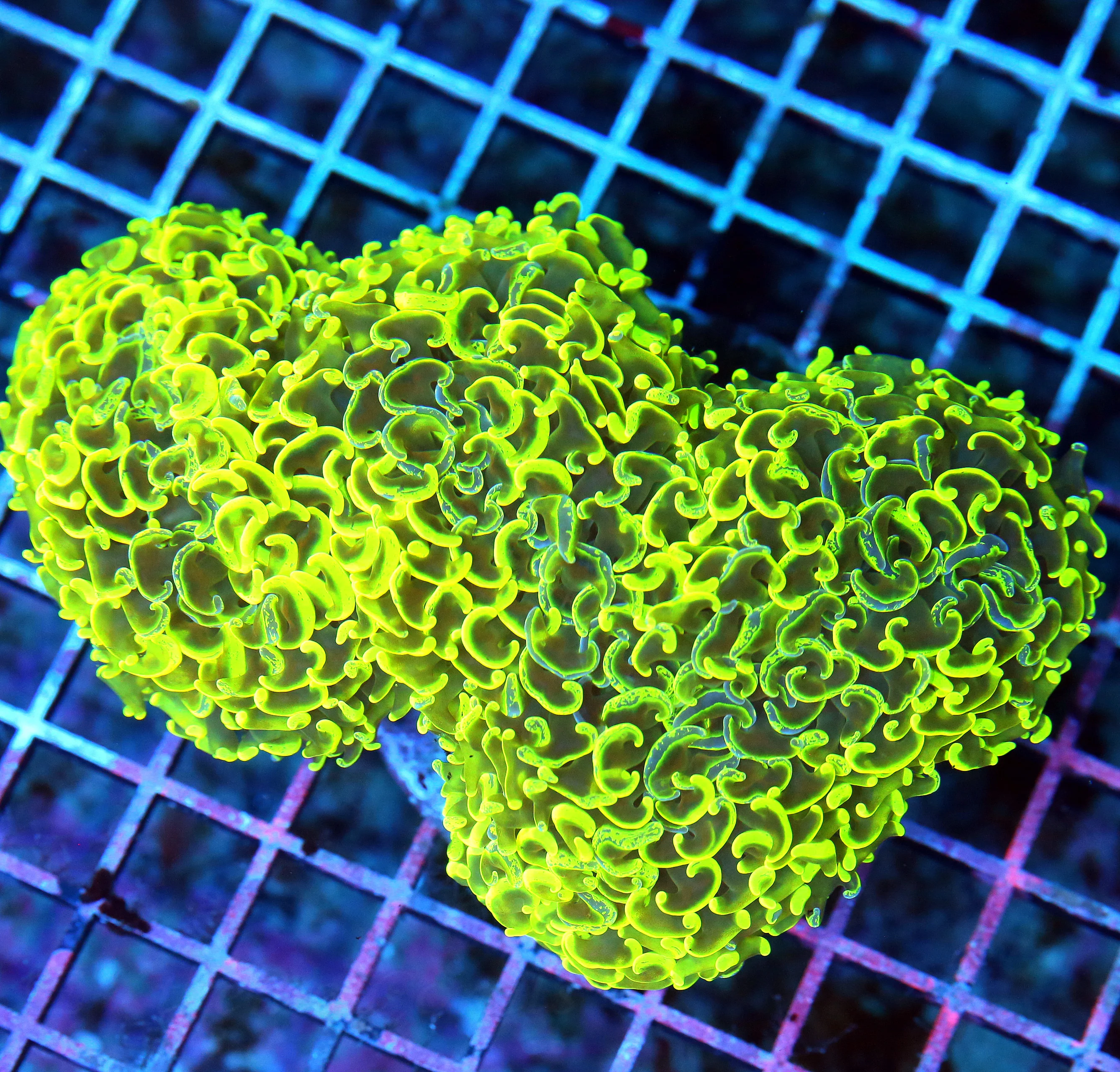 WYSIWYG 7X5 XXL ONE OF A KIND SHOWPIECE CENTERPIECE OF ANYONES TANK GIANT AUSSIE HAMMER live coral for sale - Extreme Corals