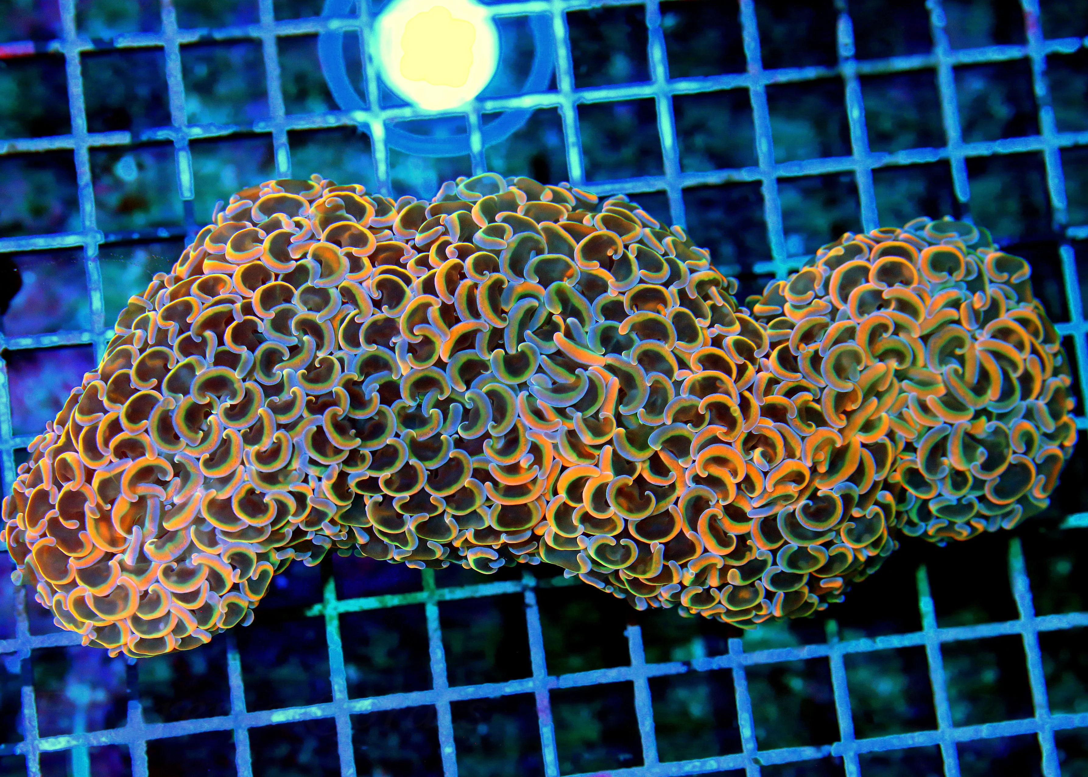 WYSIWYG 8X4.5 XXL SHOWSTOPPER ULTIMATE ORANGE RAINBOW HAMMER-COLLECTORS ITEM!!!! live coral for sale - Extreme Corals