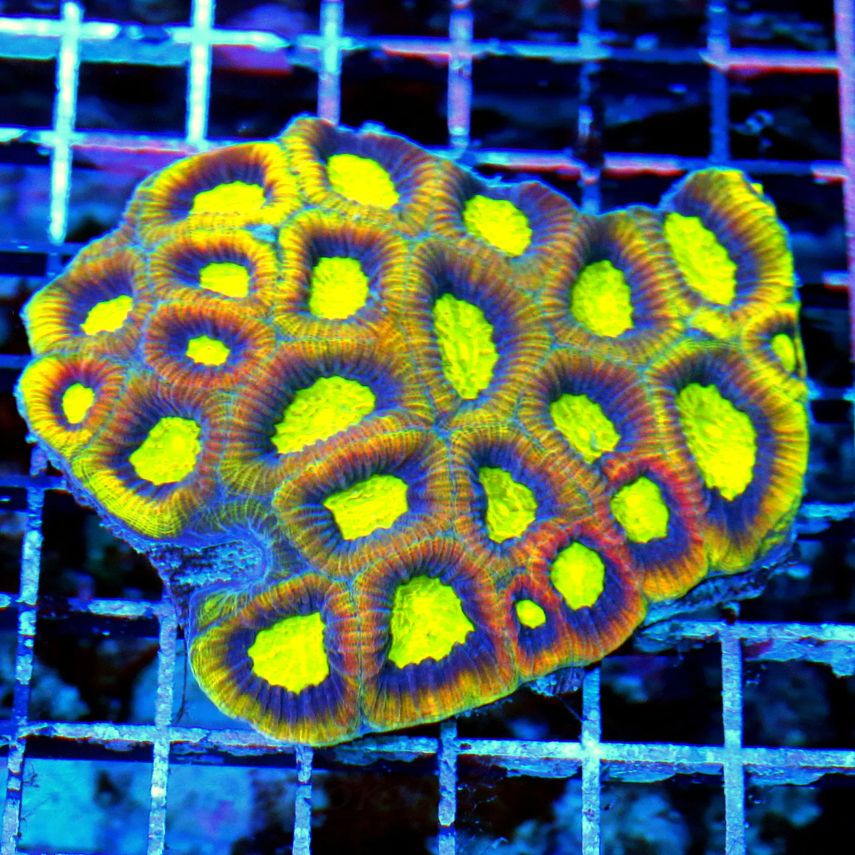 WYSIWYG 5.5X5 OUTSTANDING ULTRA COLORED REVERSE DRAGON SOUL FAVIA-THIS IS VERY VERY UNIQUE-EPIC COLOR live coral for sale - Extreme Corals