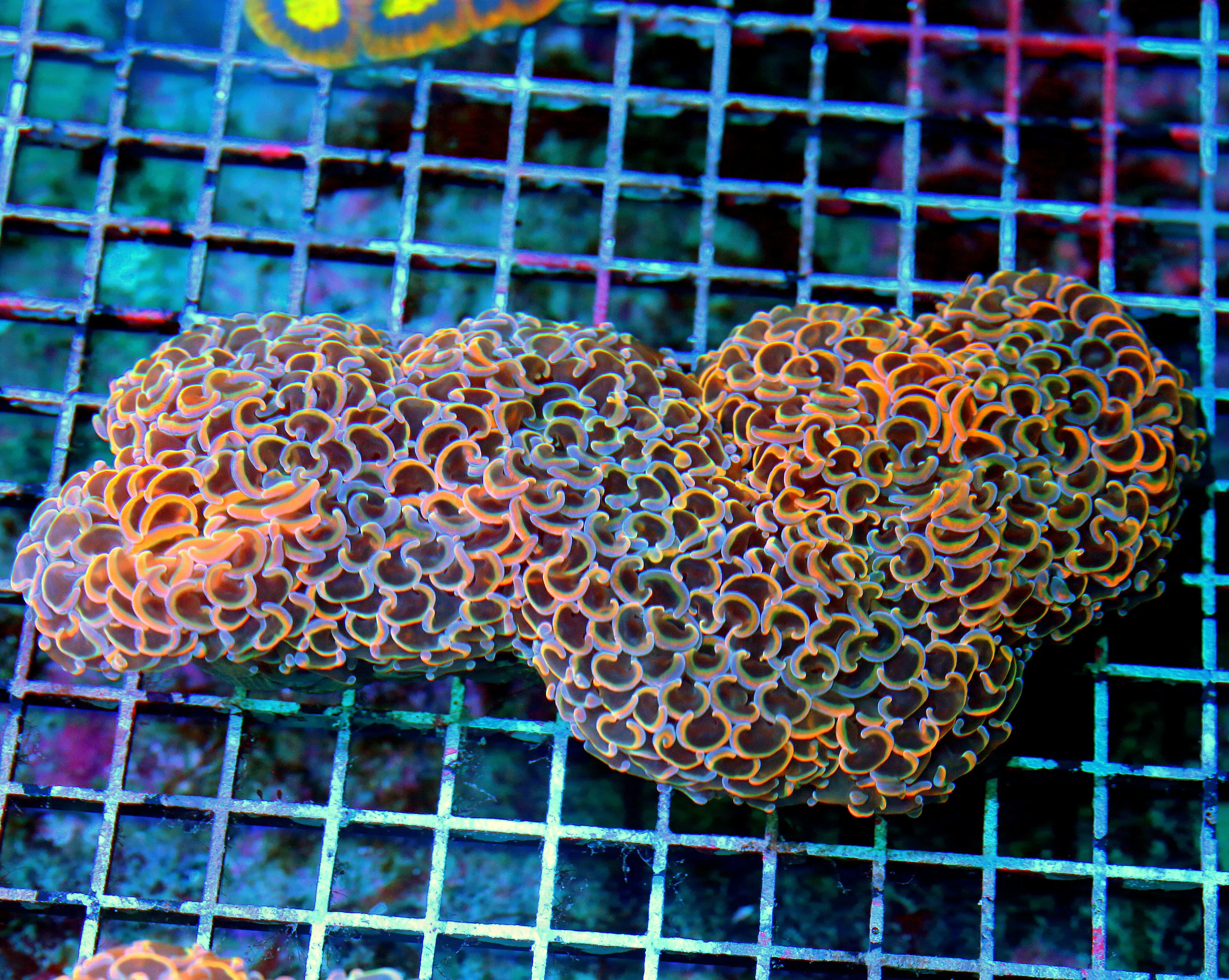 WYSIWYG 8X4.5 XXL SHOWSTOPPER ULTIMATE ORANGE RAINBOW HAMMER-COLLECTORS ITEM!!!! live coral for sale - Extreme Corals