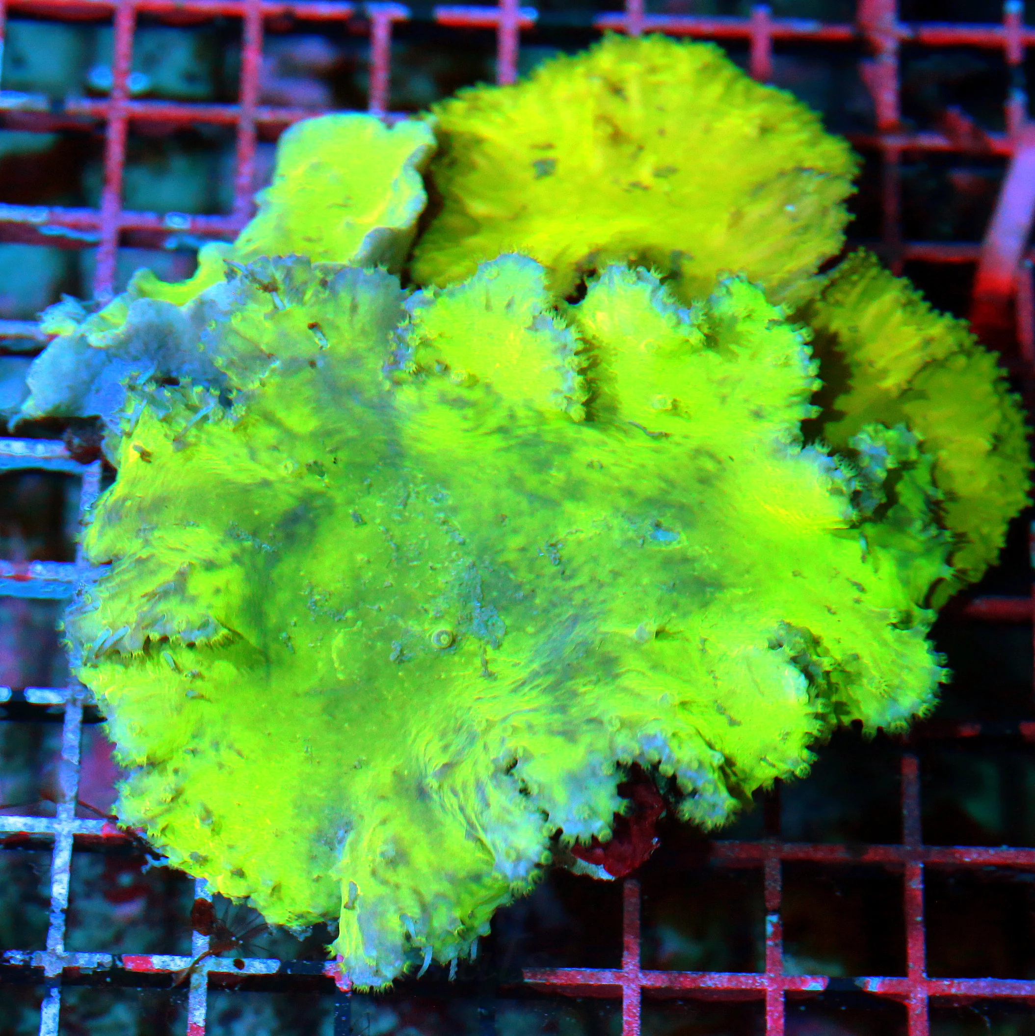 WYSIWYG 5.5X5.5 BEAUTIFUL SUPER NEON GREEN ULTRA COLORED HARD TO GER CABBAGE LEATHER live coral for sale - Extreme Corals