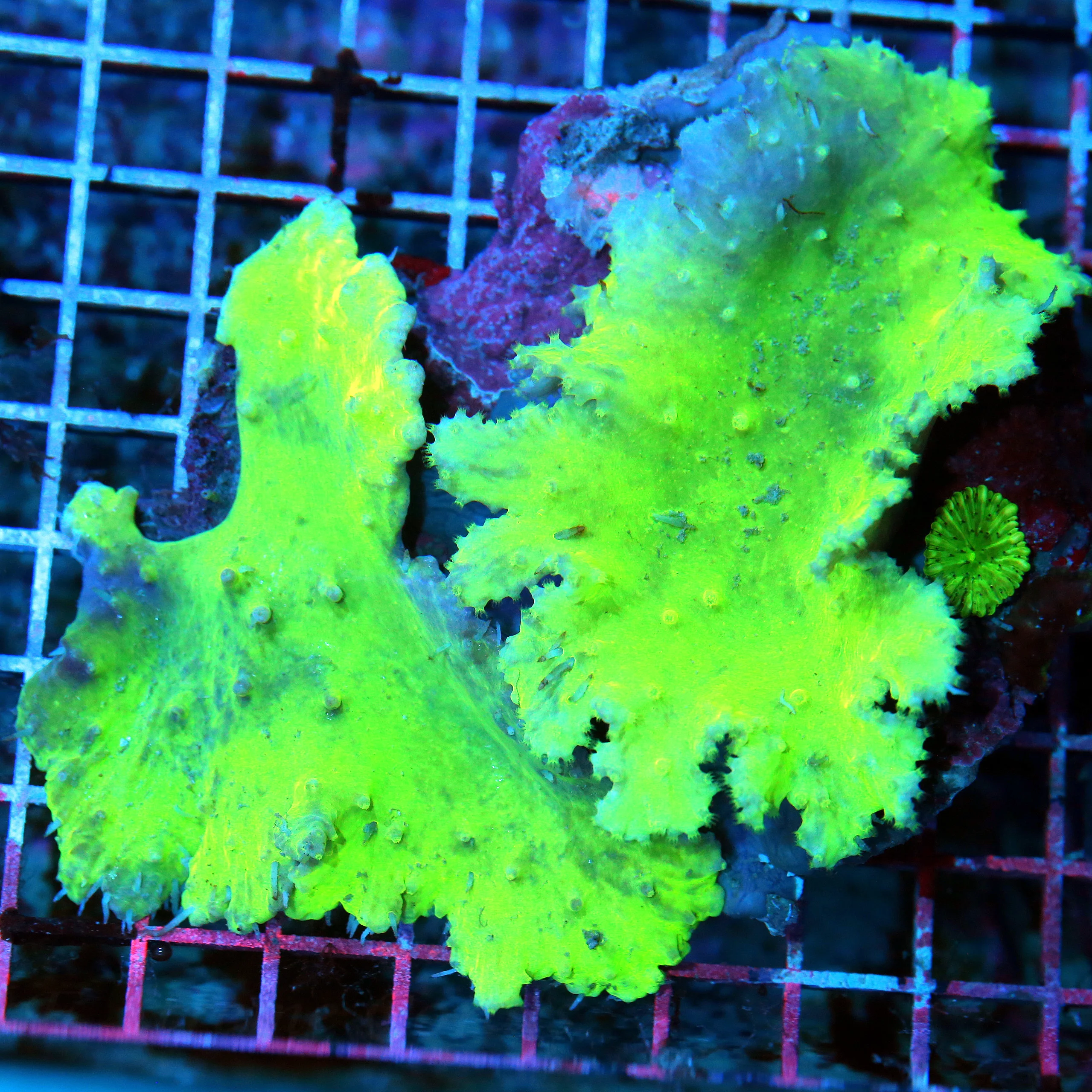 WYSIWYG 6X5 BEAUTIFUL SUPER NEON GREEN ULTRA COLORED HARD TO GER CABBAGE LEATHER live coral for sale - Extreme Corals
