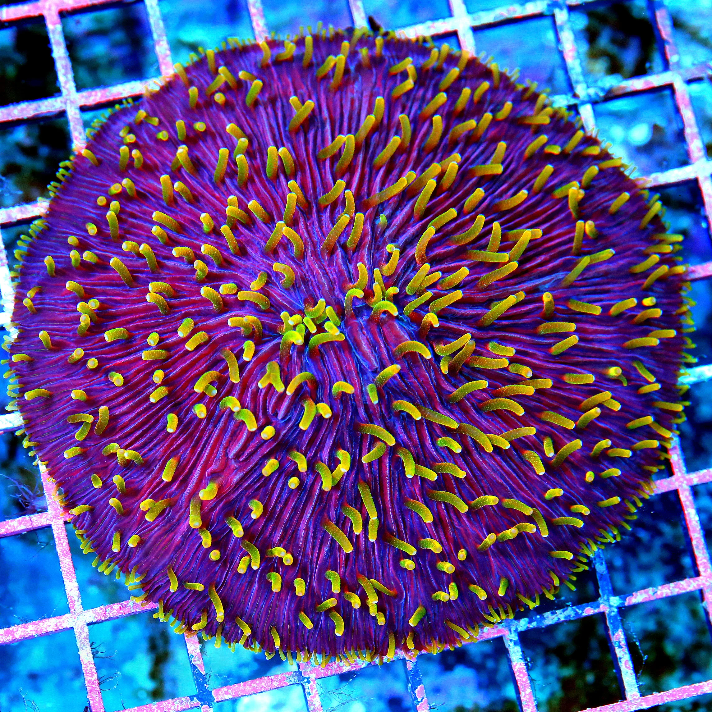 WYSIWYG 5x5 XXL COLLECTOR'S ITEM - EXTREMELY HARD TO GET "PURPLE HUCKLEBERRY JAM DIASERIS PLATE CORAL" live coral for sale - Extreme Corals