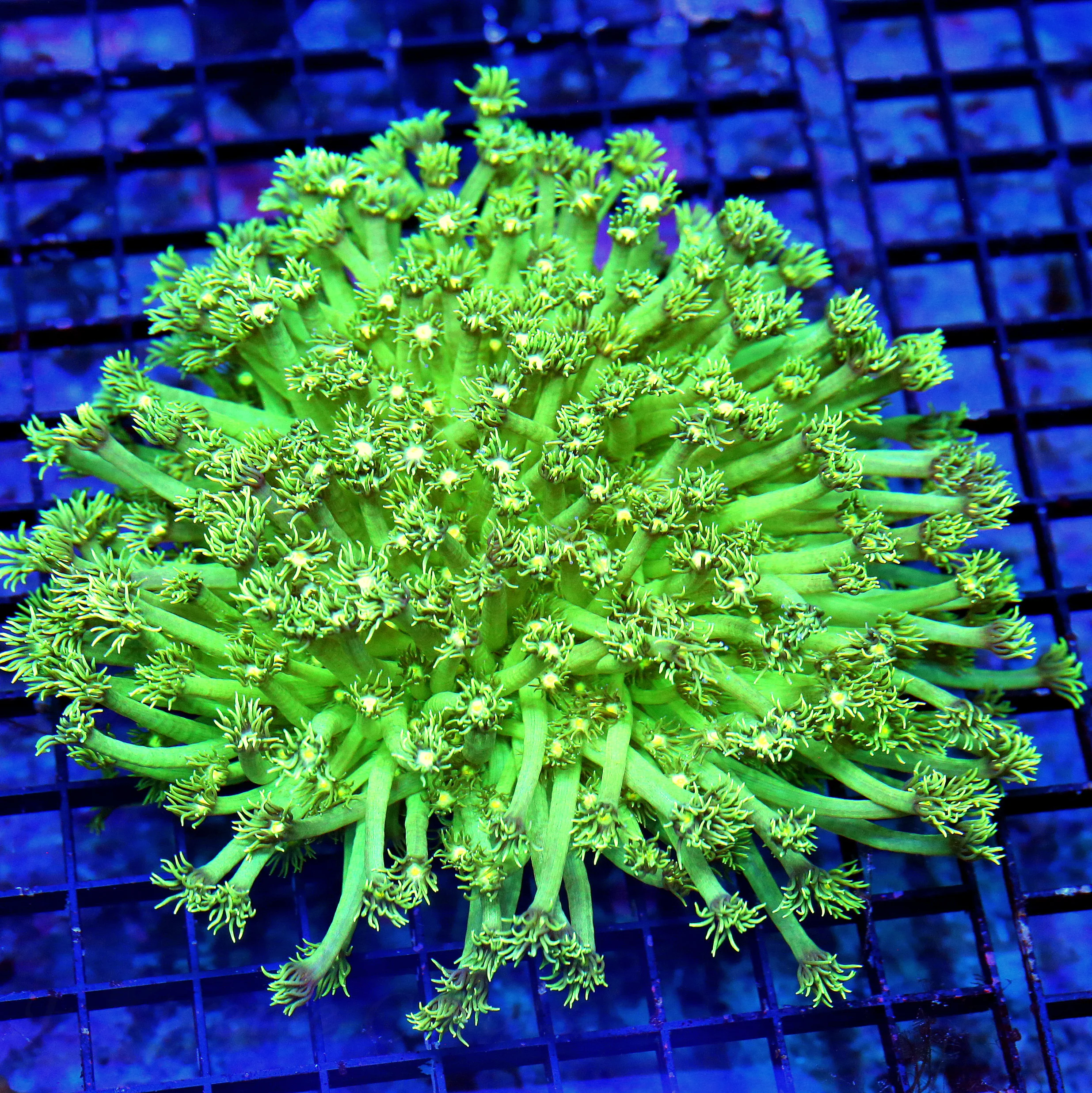 WYSIWYG 7X7 7X7 ULTIMATE ULTRA COLORED XXL LONG TENTACLED SHOWPIECE HANDPICKED GONIOPORA live coral for sale - Extreme Corals