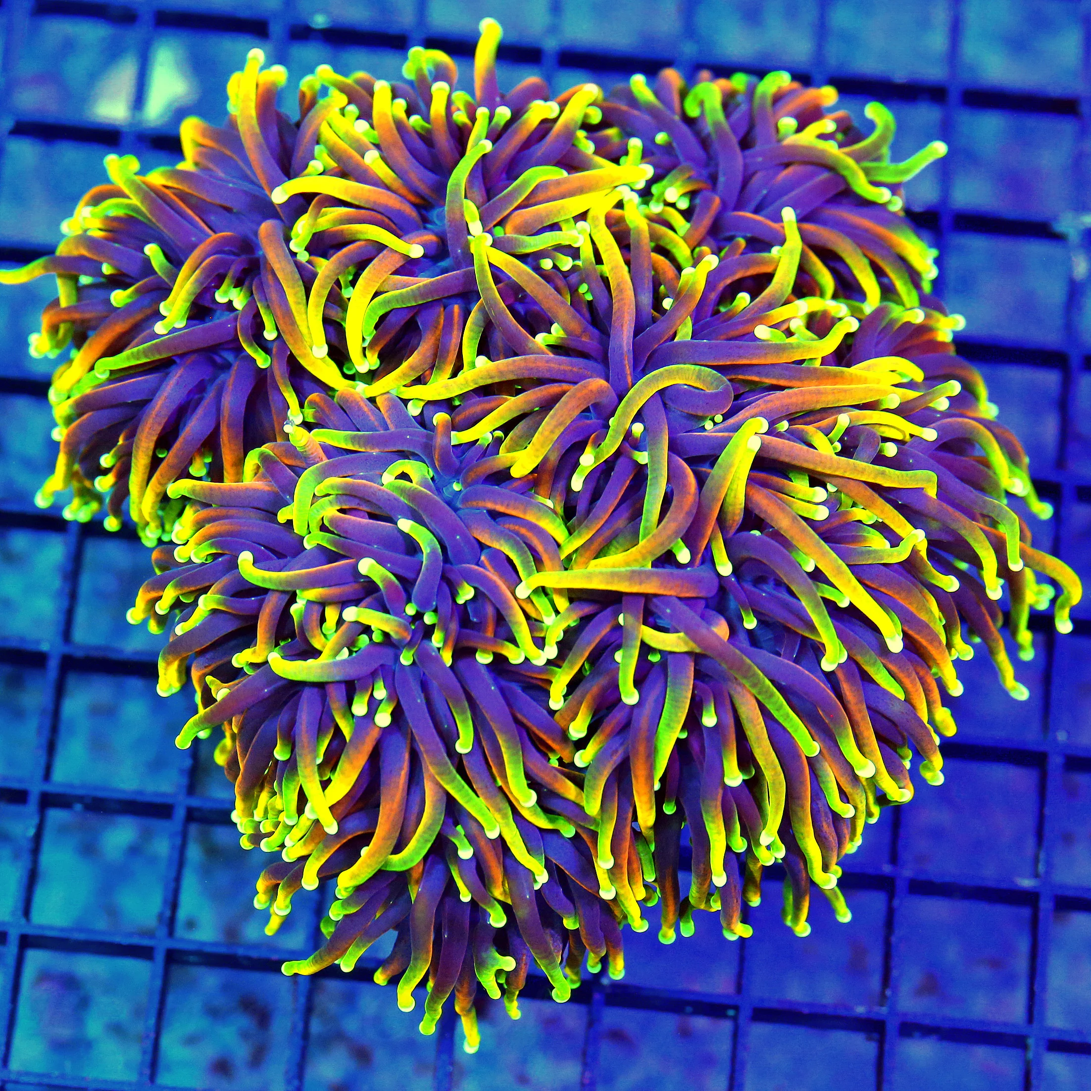 WYSIWYG 7X7 GIANT XXL CENTERPIECE "ULTRA HELLFIRE" ORANGE INDO TORCH-COLLECTORS ITEM!! HANDPICKED SPECIMEN live coral for sale - Extreme Corals