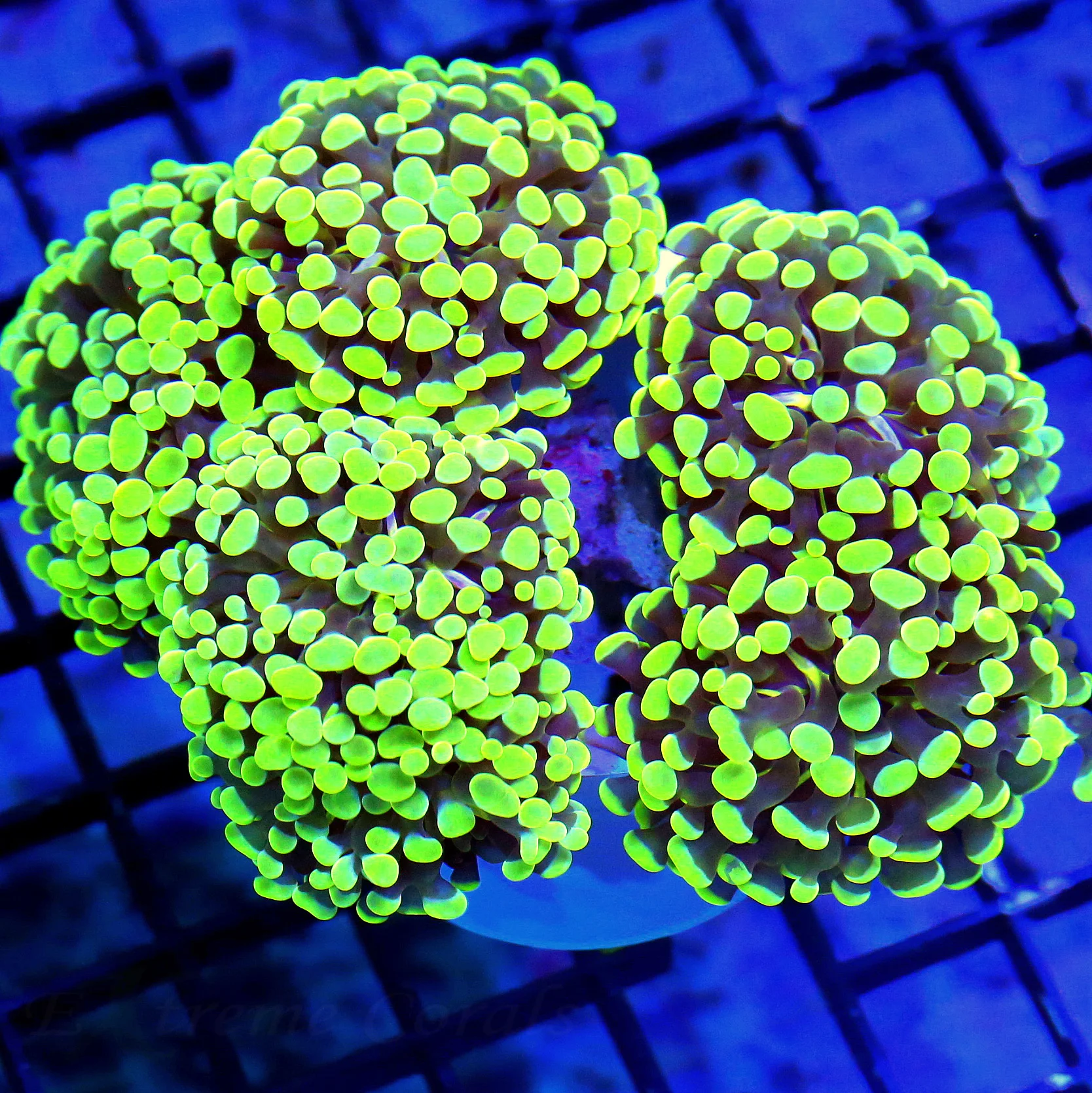WYSIWYG 5.5X5 OUTSTANDING SUPER TOXIC LIME GREEN XXL BRANCHING AUSSIE HAMMER-AWESOME SPECIMEN live coral for sale - Extreme Corals