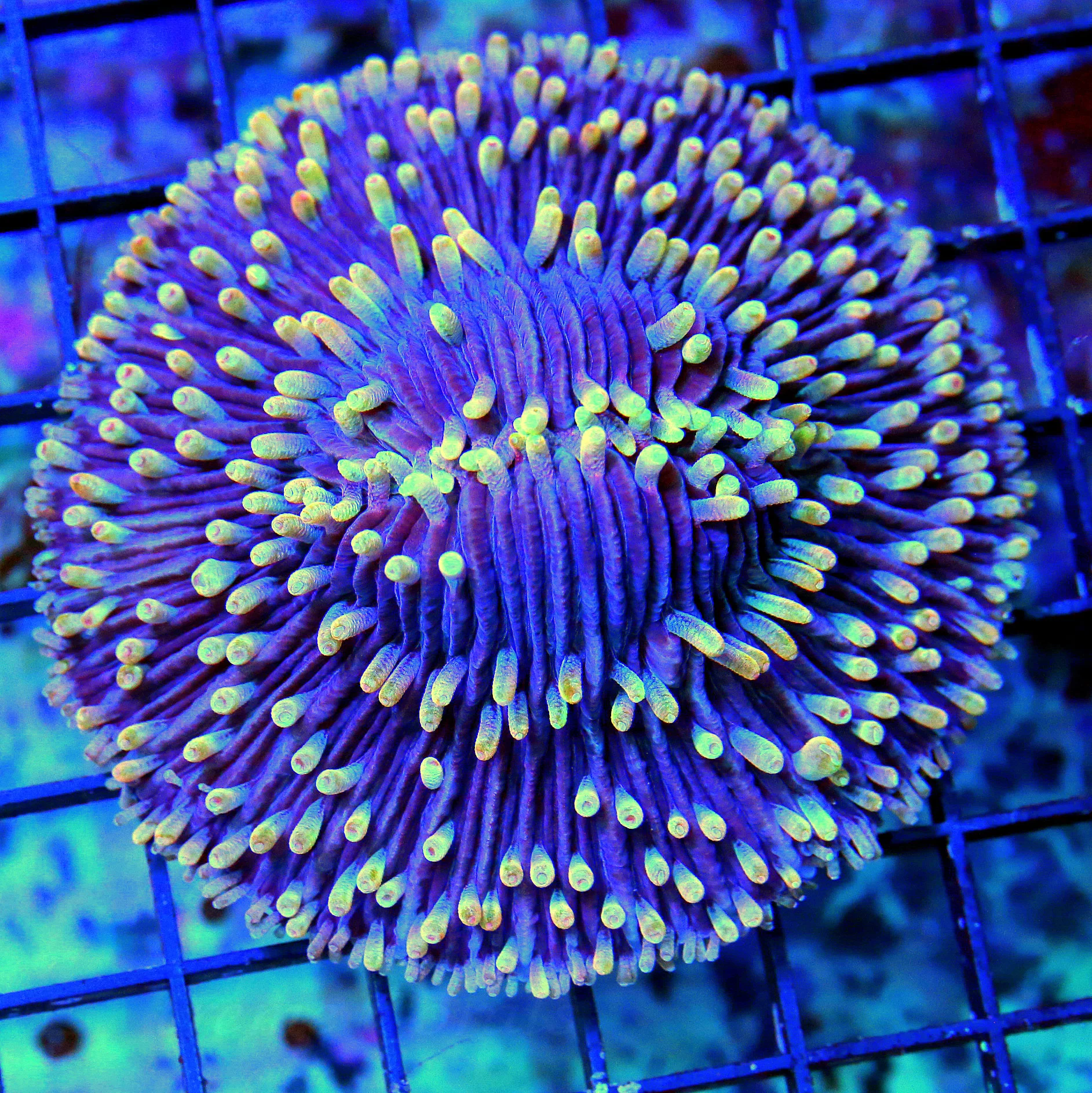 WYSIWYG 4.5X4.5 XL COLLECTOR'S ITEM - EXTREMELY HARD TO GET "BLUE HUCKLEBERRY JAM DIASERIS PLATE CORAL" live coral for sale - Extreme Corals