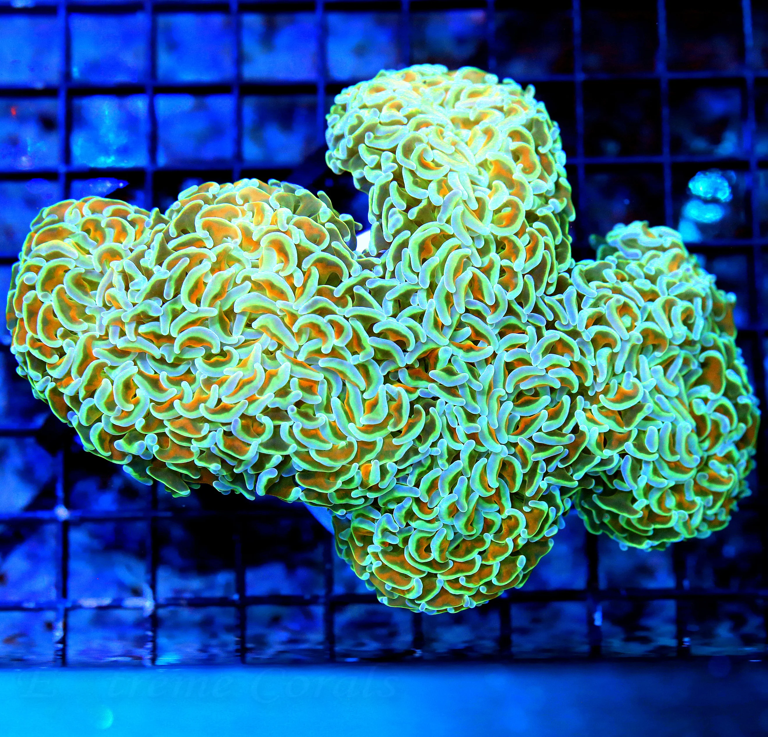 WYSIWYG 6.5X5 XXL INCREDIBLE BLUE TIPPED SUPER ORANGE TENTACLED ULTRA GRADE SHOWPIECE AUSSIE HAMMER live coral for sale - Extreme Corals