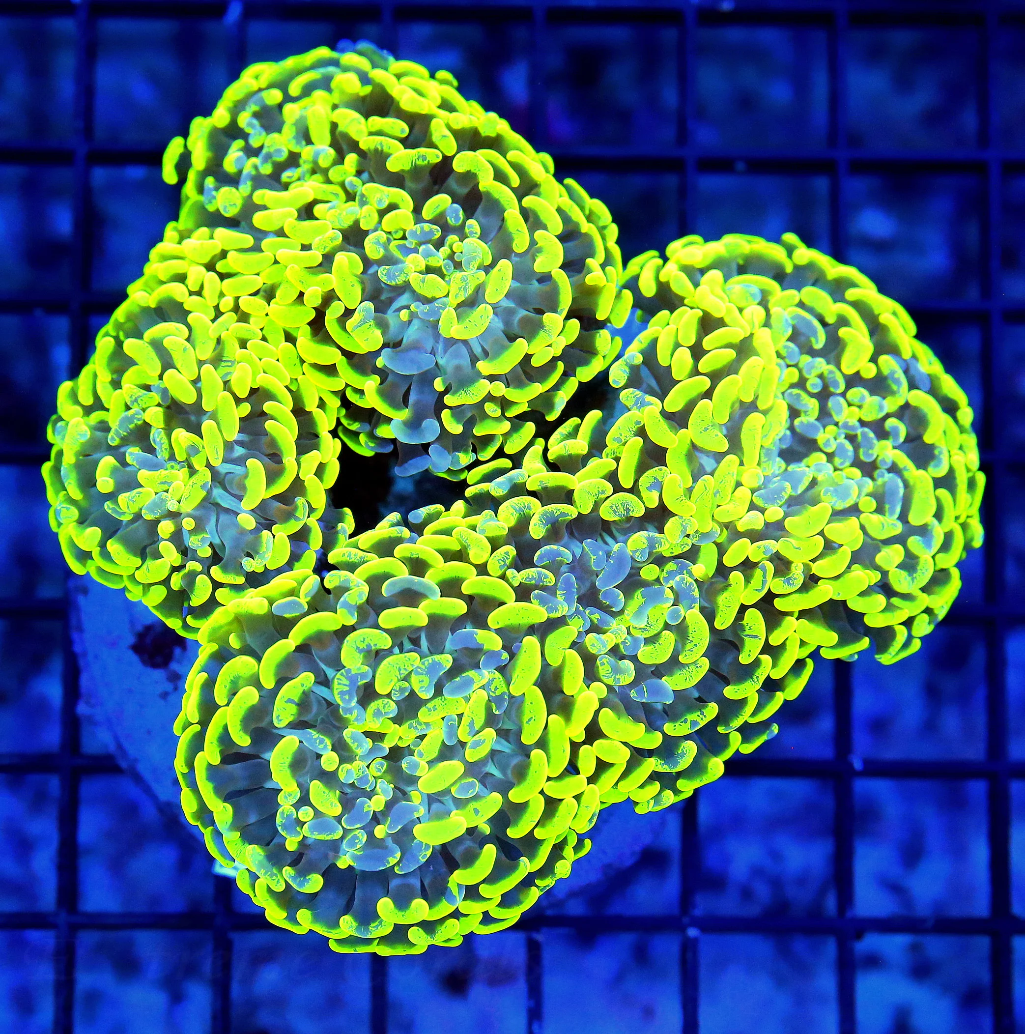 WYSIWYG 6X5 XXL OUT OF THIS WORLD SUPER FLORESCENT NEON YELLOW BLUE PAINTED VERY VERY RARE "INDO BRANCHING H live coral for sale - Extreme Corals