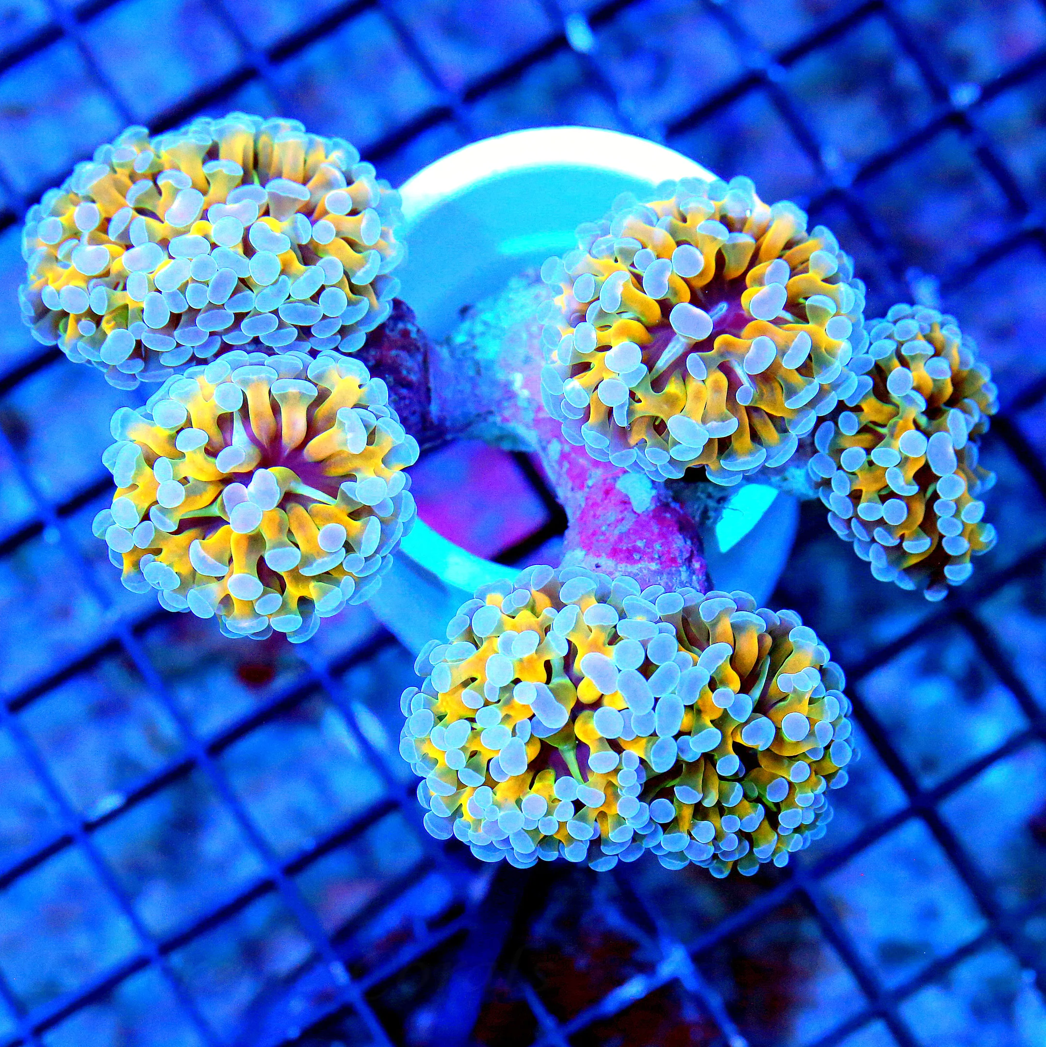 WYSIWYG 6X5 XXL VERY VERY RARE COLORED ONE OF A KIND SHOWPIECE INDO BRANCHING HAMMER ORANGE TENTACLED NEON B live coral for sale - Extreme Corals