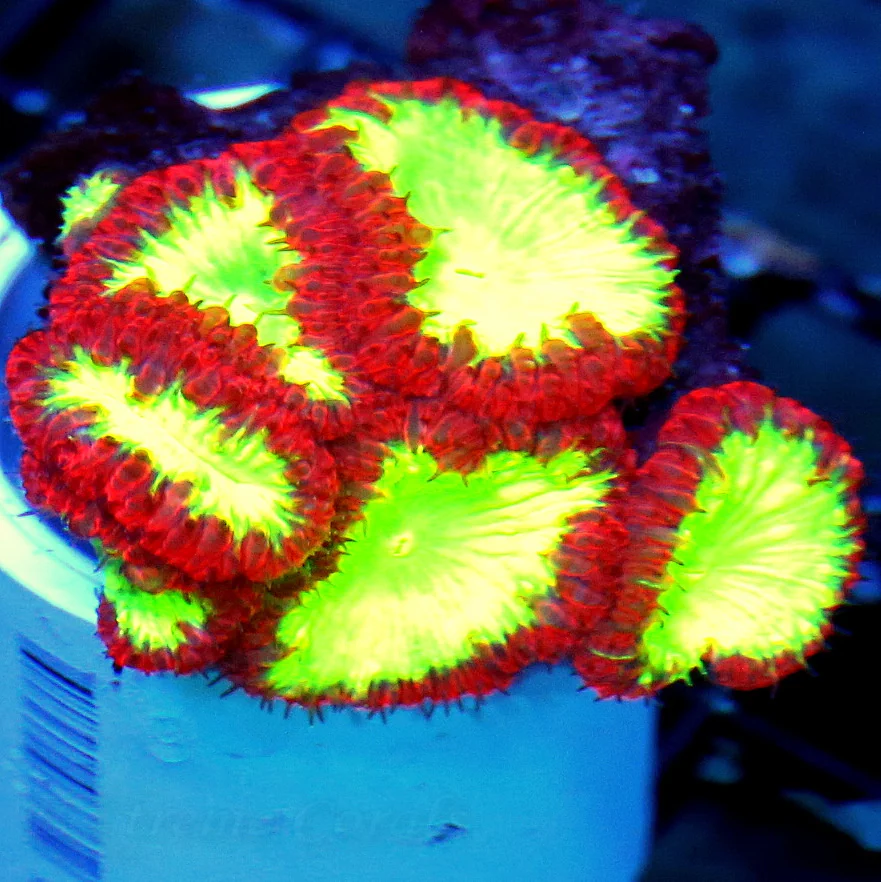 WYSIWYG SCOTT'S HANDPICKED EXTREMELY HARD TO GET RARE COLORED BLASTOMUSSA WELLSI live coral for sale - Extreme Corals