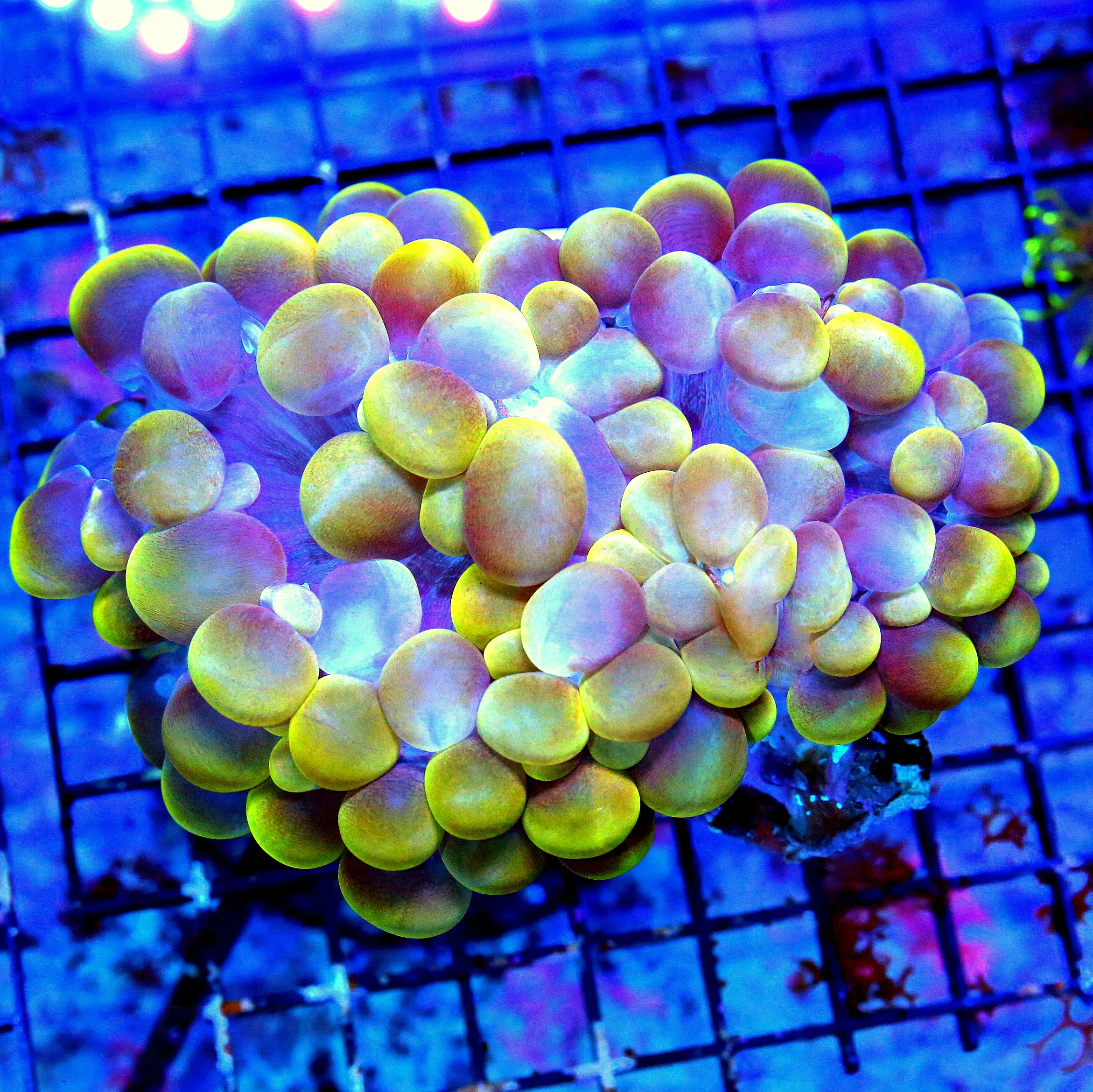 WYSIWYG 5.5x5 XL EXTREMELY RARE COLOR ULTIMATE ULTRA GRADE BUBBLE-ONE OF A KIND!! live coral for sale - Extreme Corals
