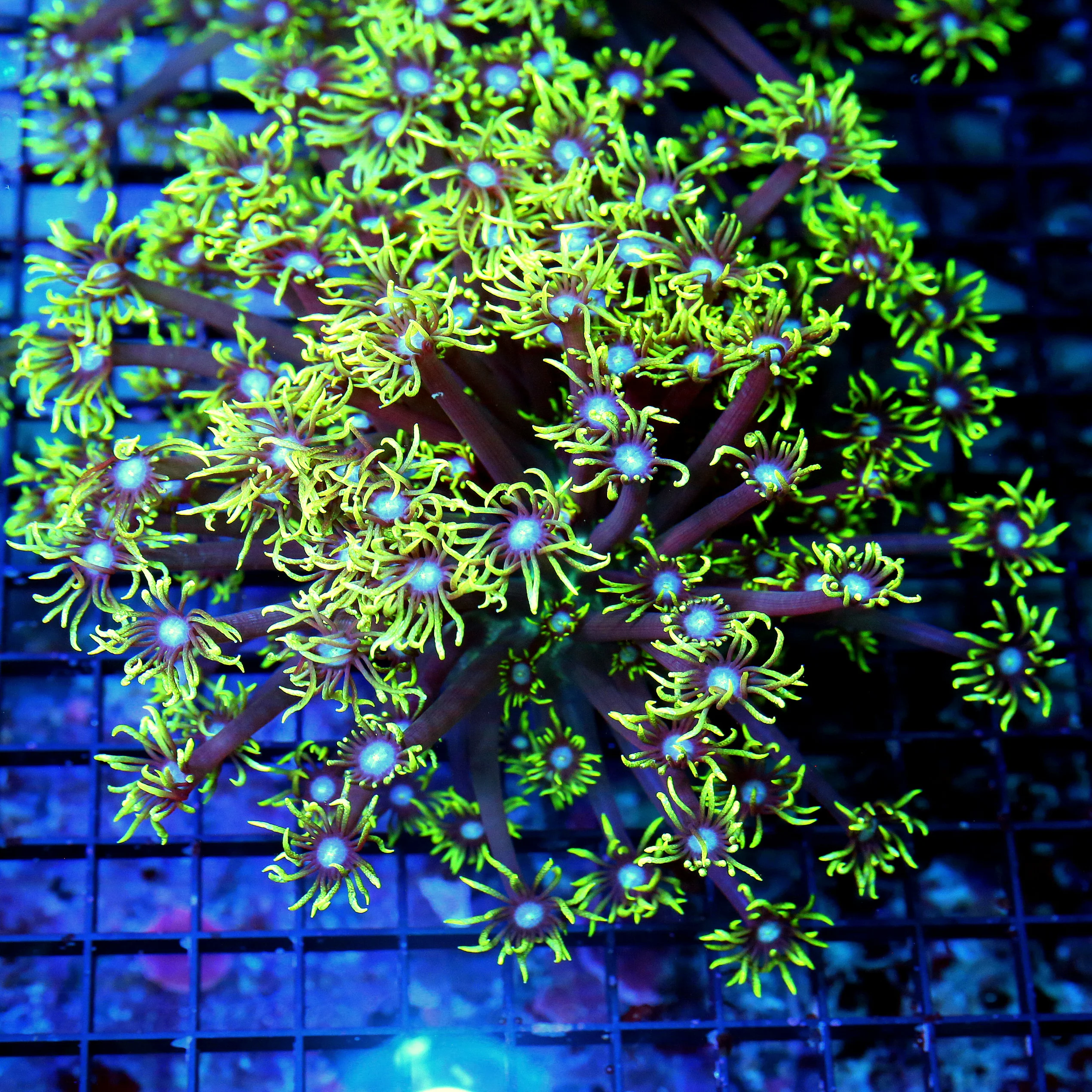 WYSIWYG 8X8 BLUE EYED ULTRA FLORESCENT NEON TOXIC YELLOW "BLUE JEWELED EYED" INDO GONIOPORA live coral for sale - Extreme Corals