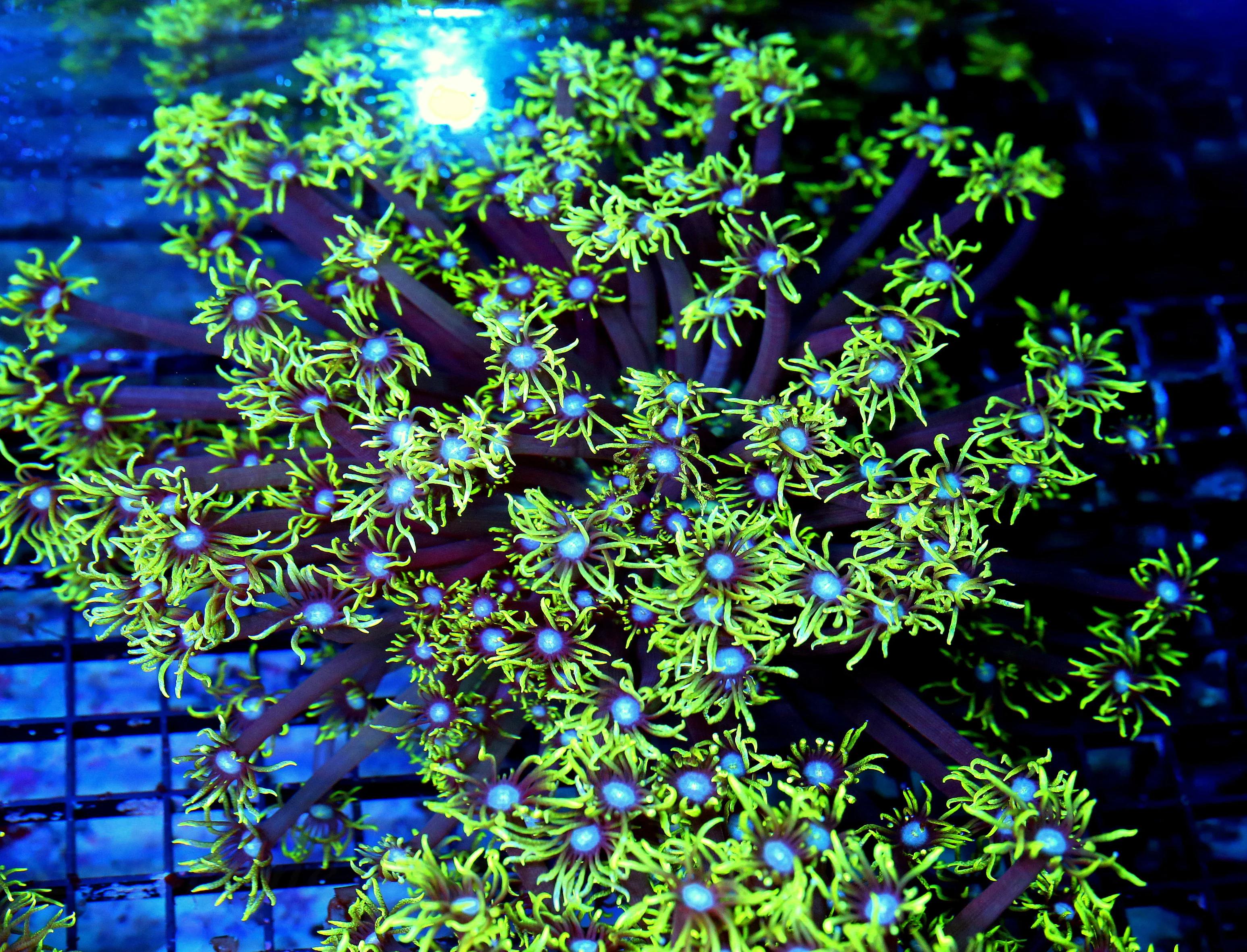 WYSIWYG 10X10 BLUE EYED ULTRA FLORESCENT NEON TOXIC YELLOW "BLUE JEWELED EYED" INDO GONIOPORA live coral for sale - Extreme Corals