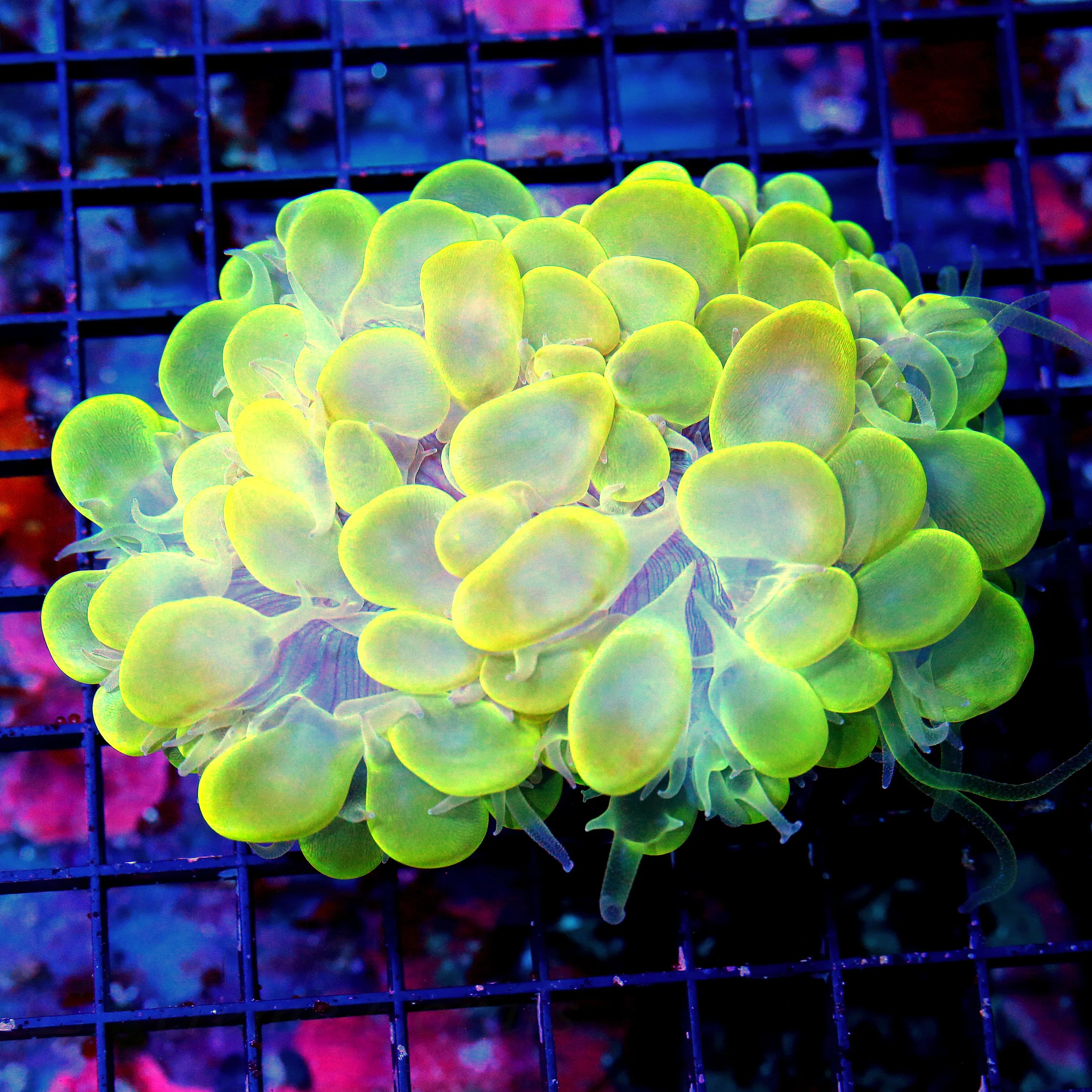 WYSIWYG 5X4 XL NEON YELLOW ULTRA COLORED VERY VERY NICE INDO BUBBLE CORAL-GREAT COLOR!! live coral for sale - Extreme Corals