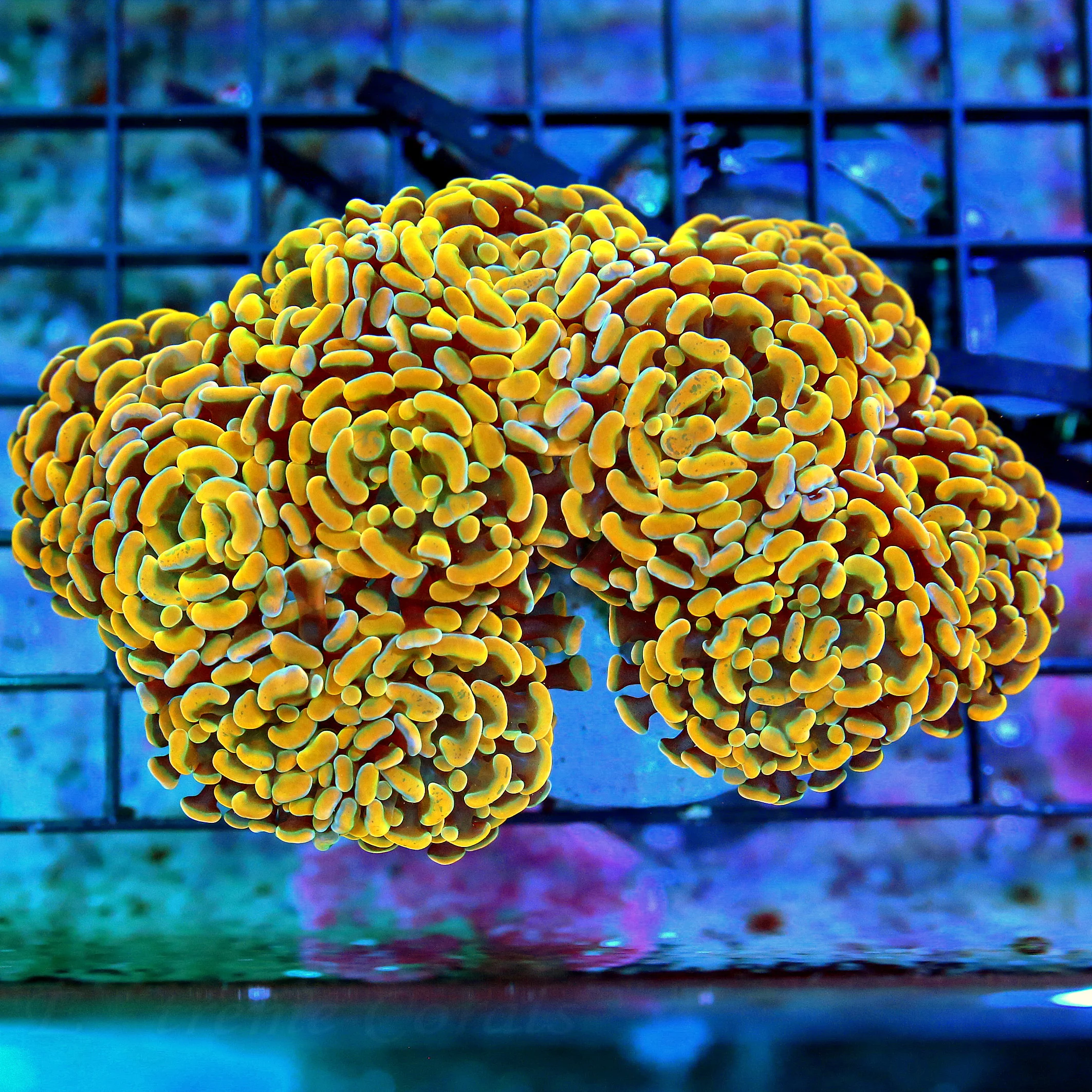 WYSIWYG 6X4.5 XXL HOME DEPOT ORANGE ULTRA COLORED-VERY VERY INTENSE AUSSIE BRANCHING HAMMER live coral for sale - Extreme Corals