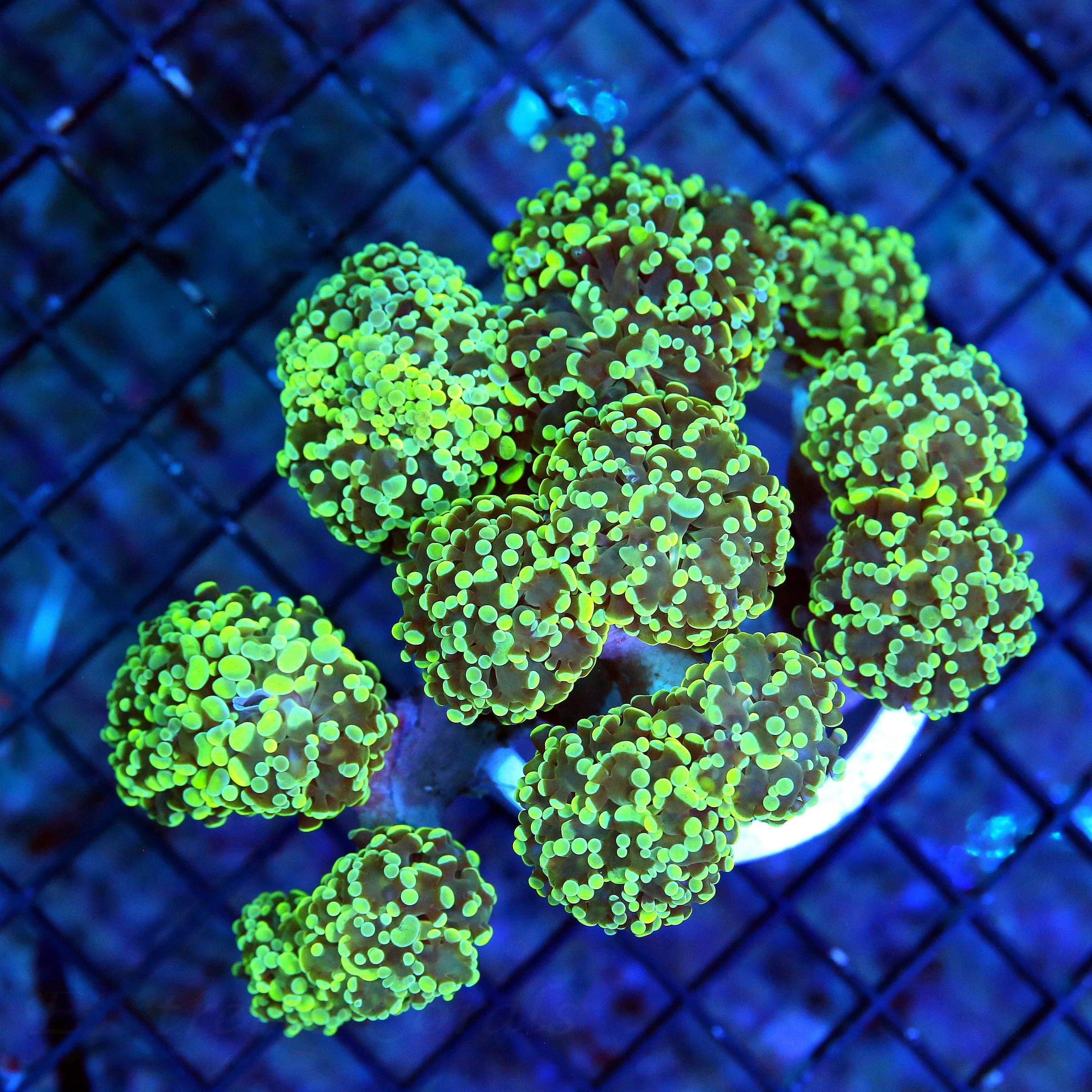 WYSIWYG 6.5X5.5 XXL VERY VERY RARE ONE OF A KIND COLOR ULTIMATE ULTRA GRAADE CENTERPIECE BRANCHING OCTOSPAWN live coral for sale - Extreme Corals