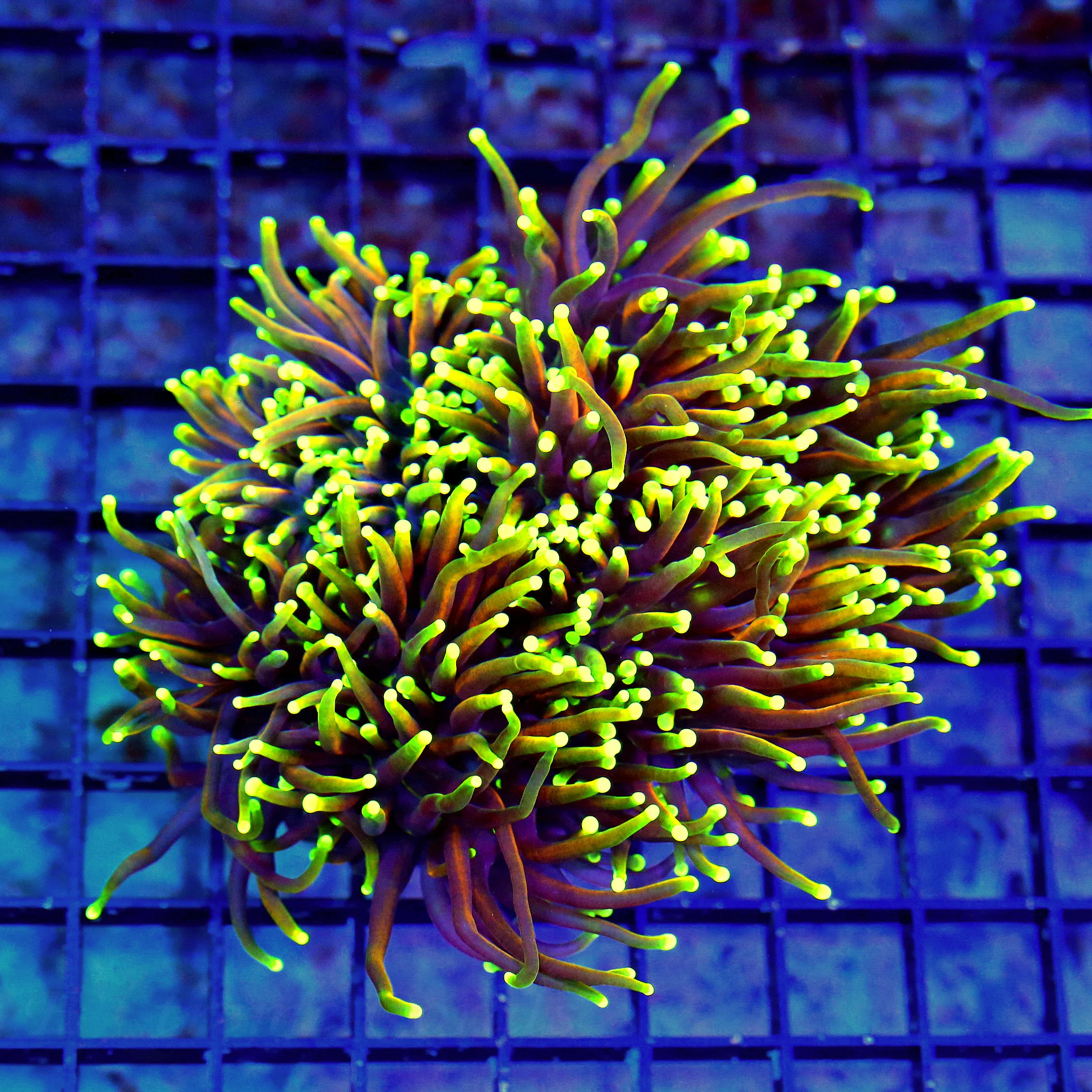 WYSIWYG 5.5X5.5 XL ULTRA COLORED XL INDO "DRAGON SOUL TORCH" THIS IS A REALLY AWESOME CENTERPIECE live coral for sale - Extreme Corals